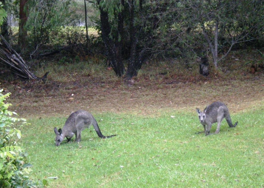 Wombatalla Kangaroo Valley Exteriör bild